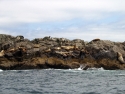 sitka02