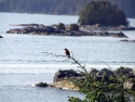 sitka07