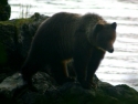 sitka14