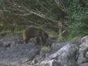 sitka15